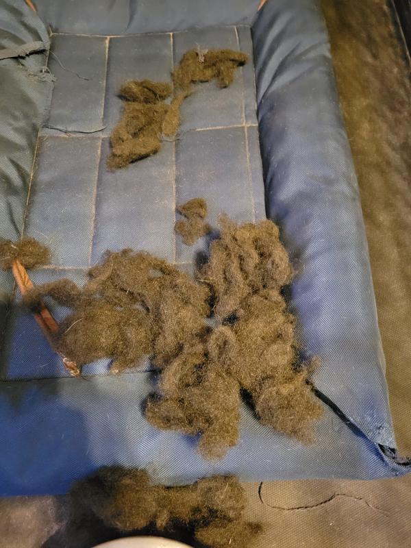 Chewed bed