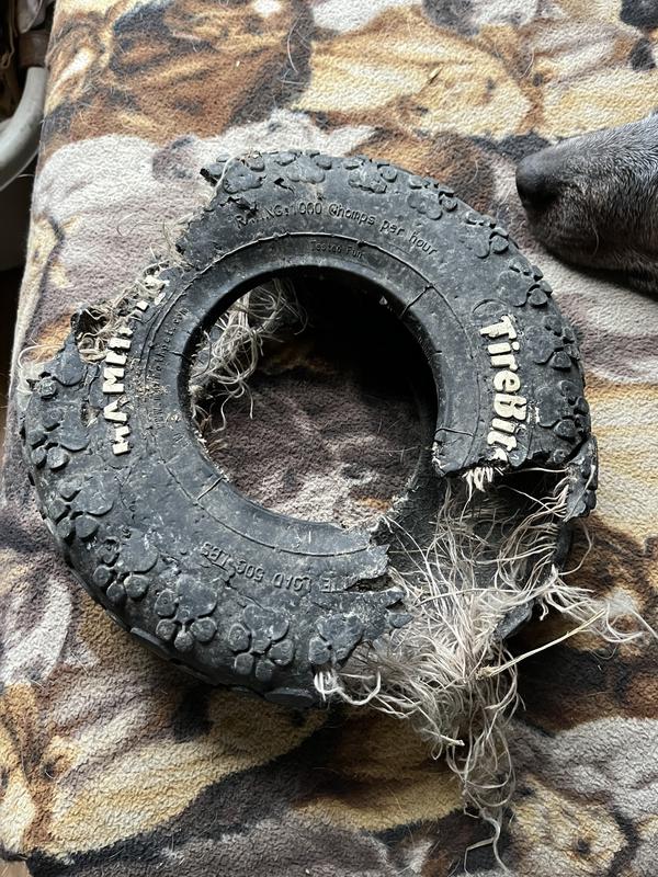 Chewed up in a few hours.