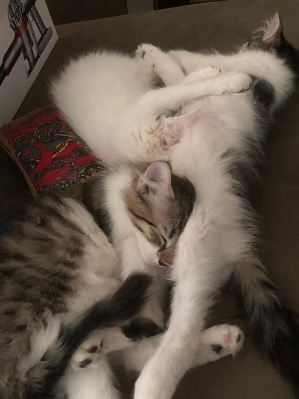 3’s Company