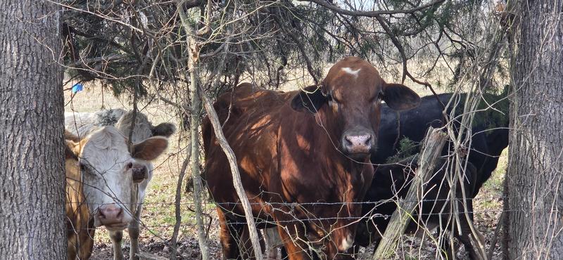 Our bull Chester and some heifers