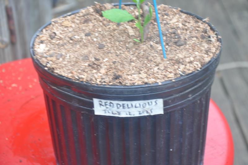 DeGroot's Red Delicious graft is dead, unknown rootstock growing