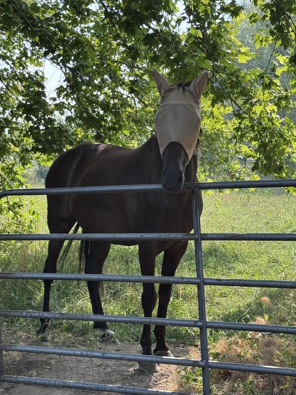 Diesel in the fly mask