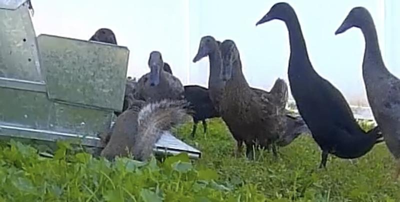 Squirrel trying to get the ducks to help him get food, to no avail
