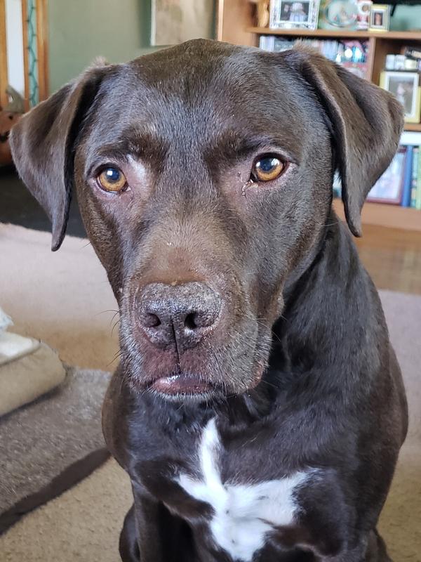 My awesome dog Rue