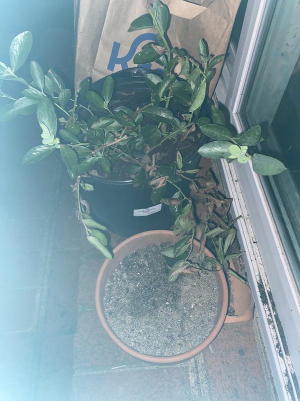 Ill plant