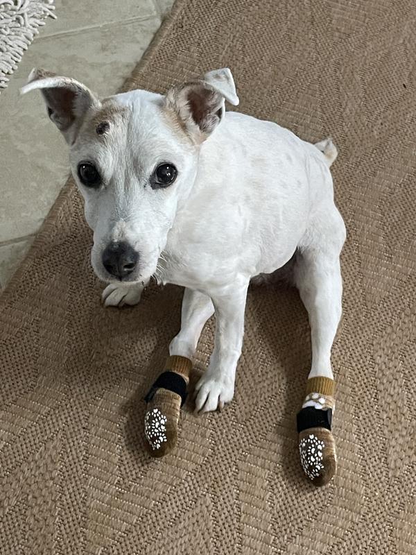 We can care for our disabled pets! Supplements help!