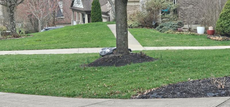 The neighbor added the eyes.