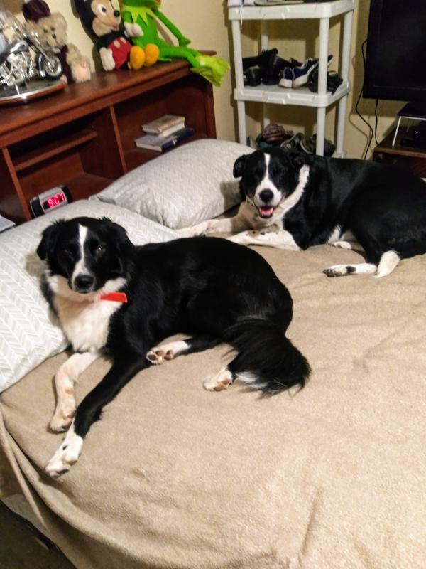 We love Kibbles and Bitts Bistro