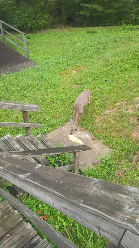 Buck eating his corn