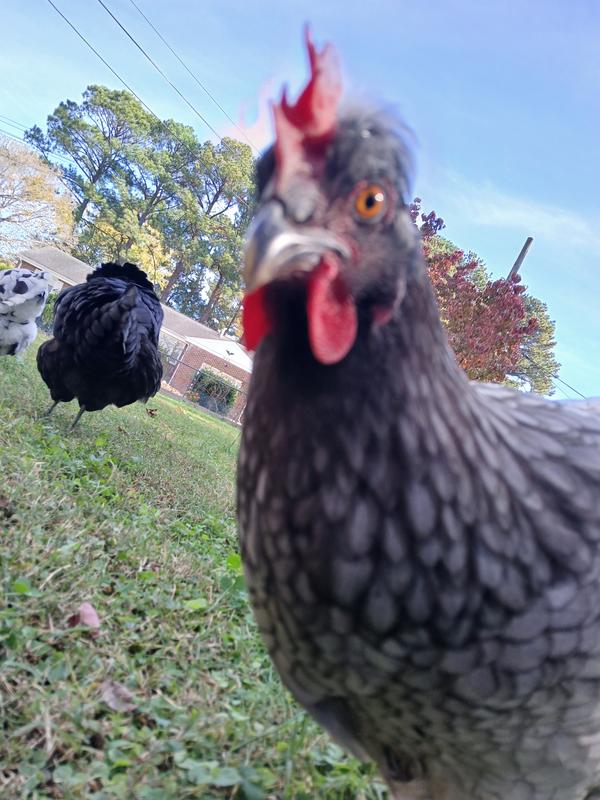 Bird without coop :/