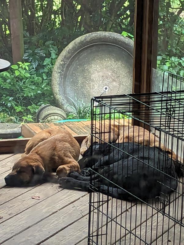 2 years ago... Mom and her three pups. Bubba looks so peaceful on the back patio waiting for deer to appear