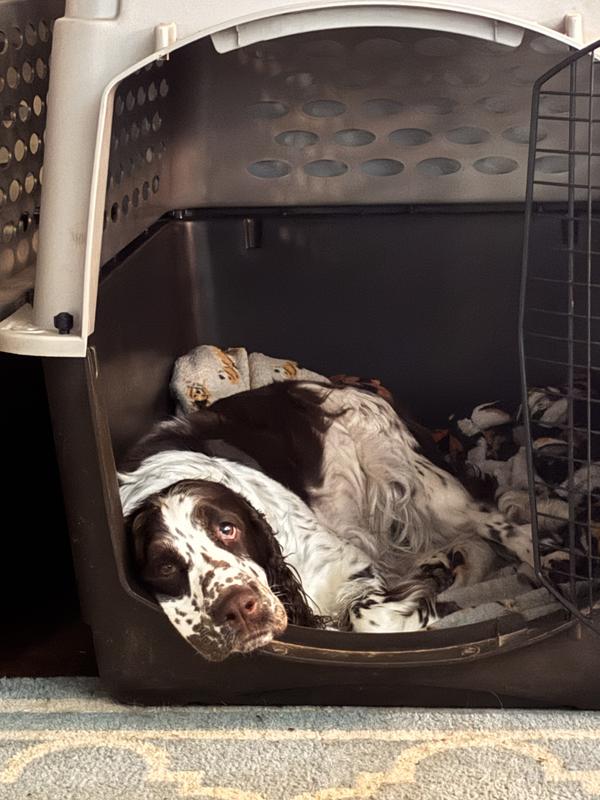 Miss Moo in her TSC crate trying to convince me it. Is time for dinner.