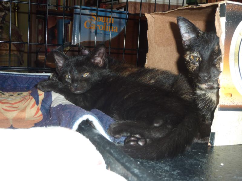 Cane and Honey (momma)