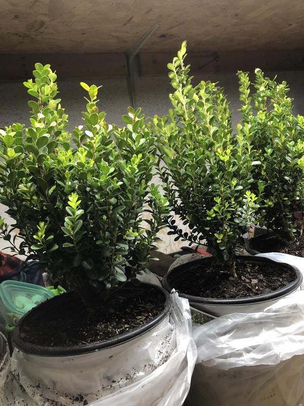 Proven Winners 2 Gal Potted Sprinter Boxwood Shrub At Tractor Supply Co