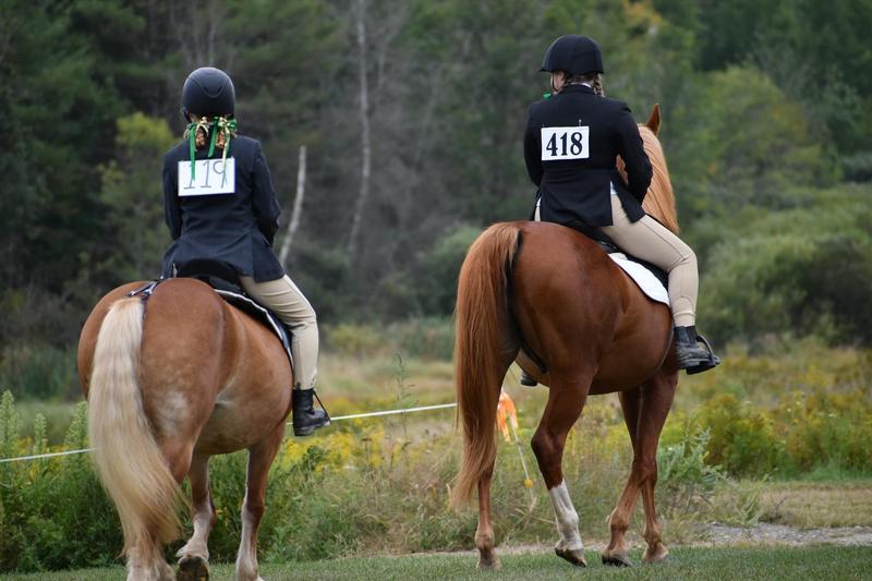 Hard keeping Saddlebred with beautiful coat