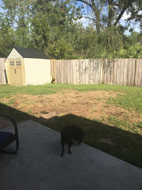 My grass is dead. I’m so mad.
