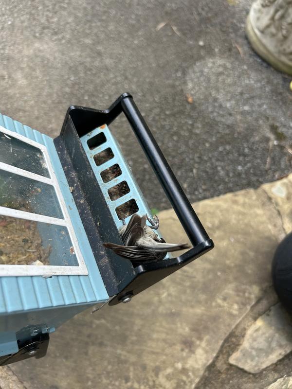 Bird caught in feeder