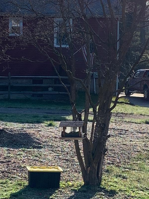 Bird Buffet
