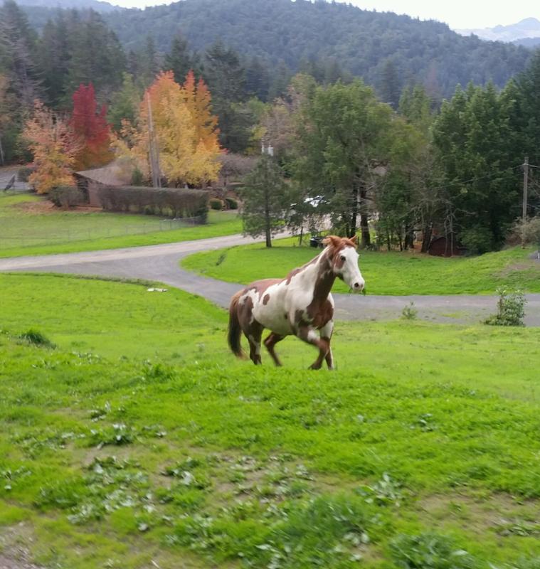 FLASH at 23 raising to top of the hill powered by Elk Grove senior Pellets