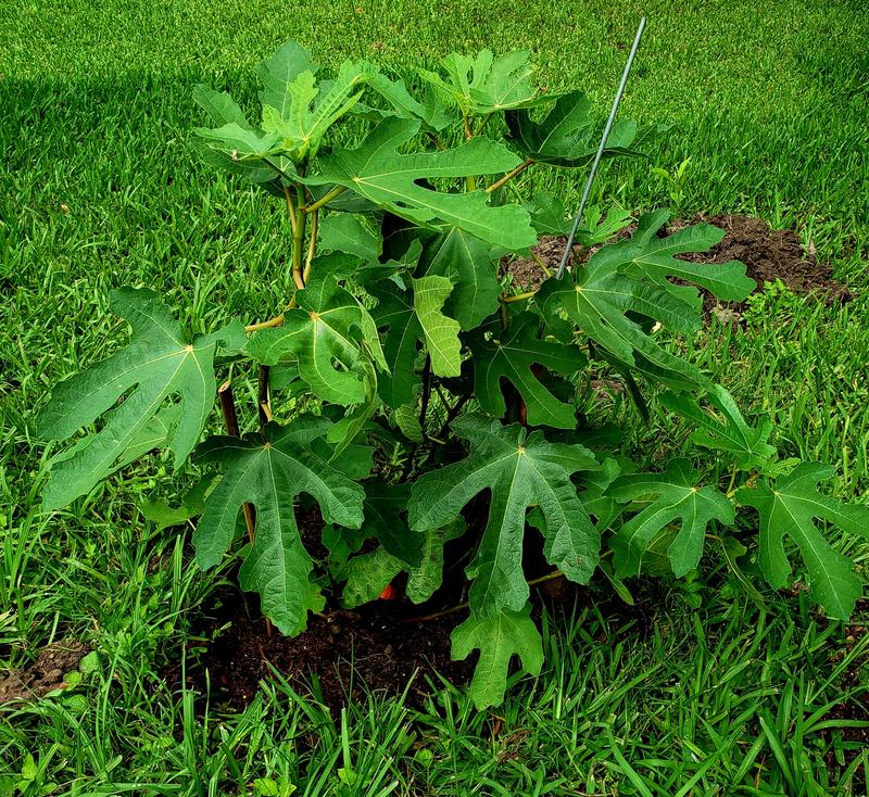 Beautiful Healthy (3 gallon) planted Black Mission Fig Tree