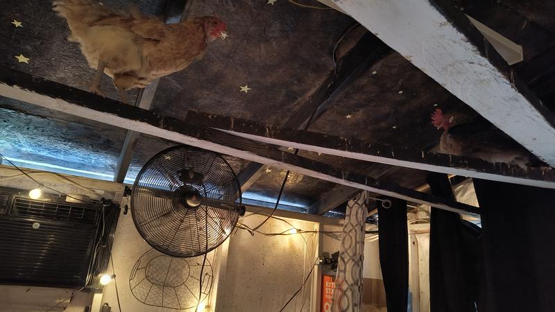 Chickens enjoying the cool breeze on a hot Texas day