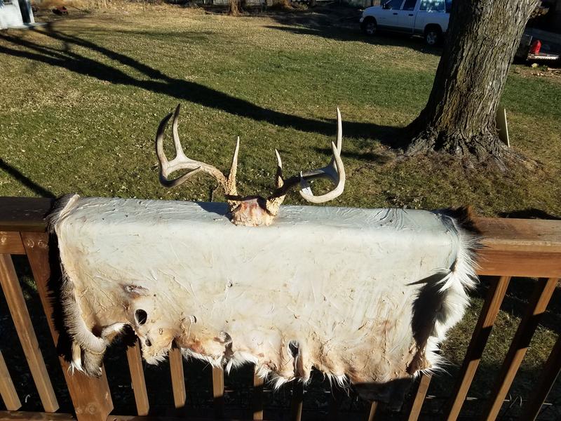 Tanning a deer hide.