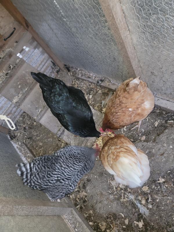 Coco 🐔 C.C. 🐔 Piper 🐔 Ruth 🐔