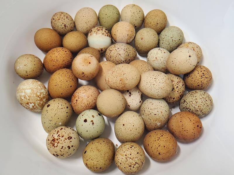 Button Quail eggs soaking in egg cleanser