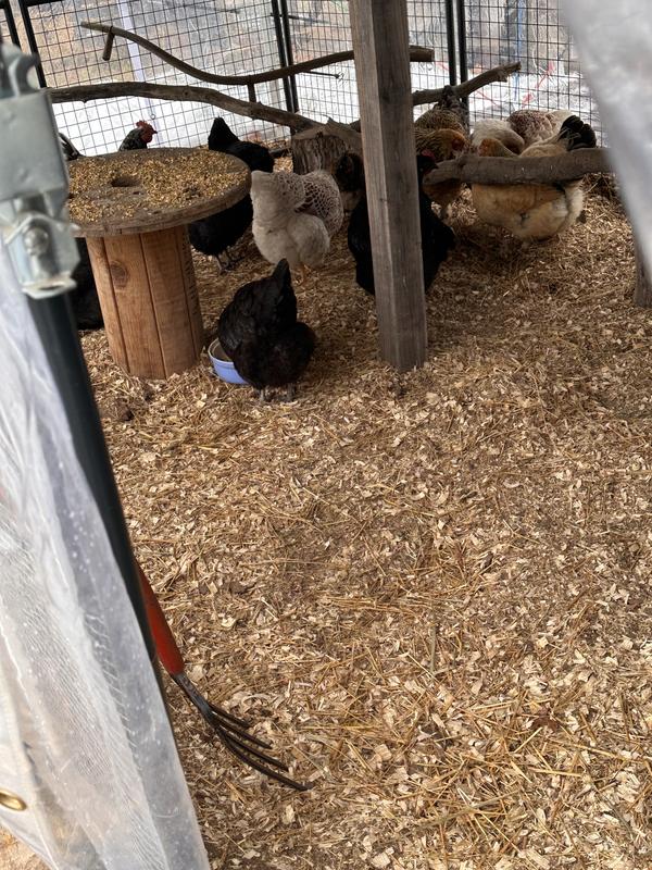 Added to straw for winter warmth