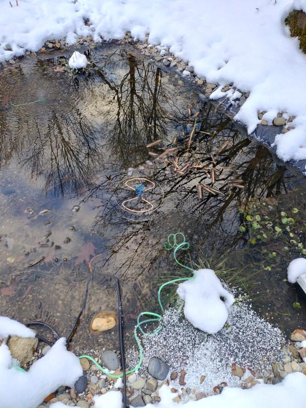 Shallow pond unfrozen