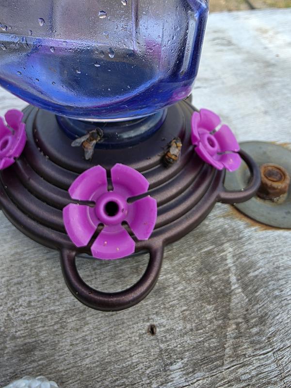 Bees fit easily in holes