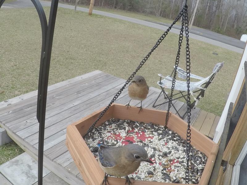 Great feeder/ bird bath