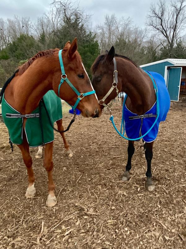 Maverick and Arthur New Sheets!