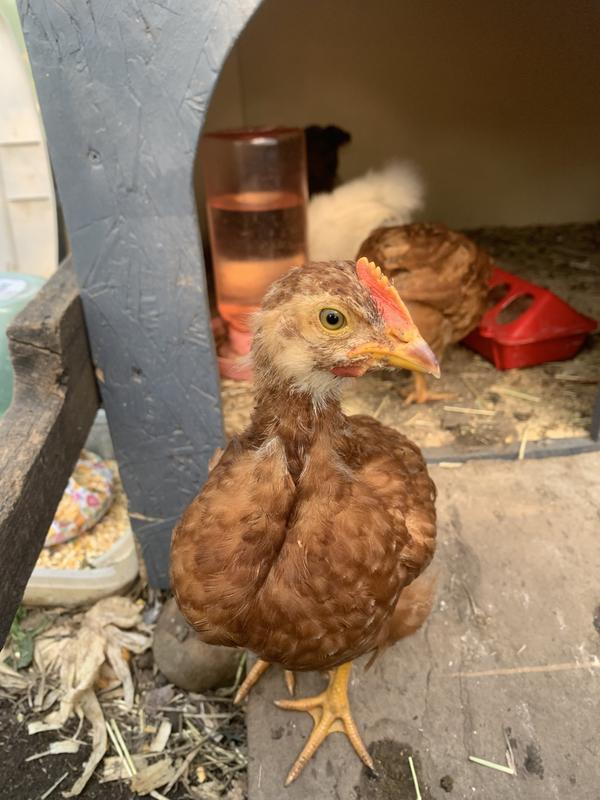 My birds love it