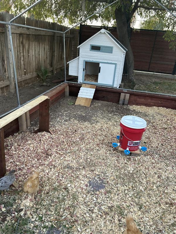 Dust your coop and chicken litter with First Saturday Lime to keep you flock healthy.