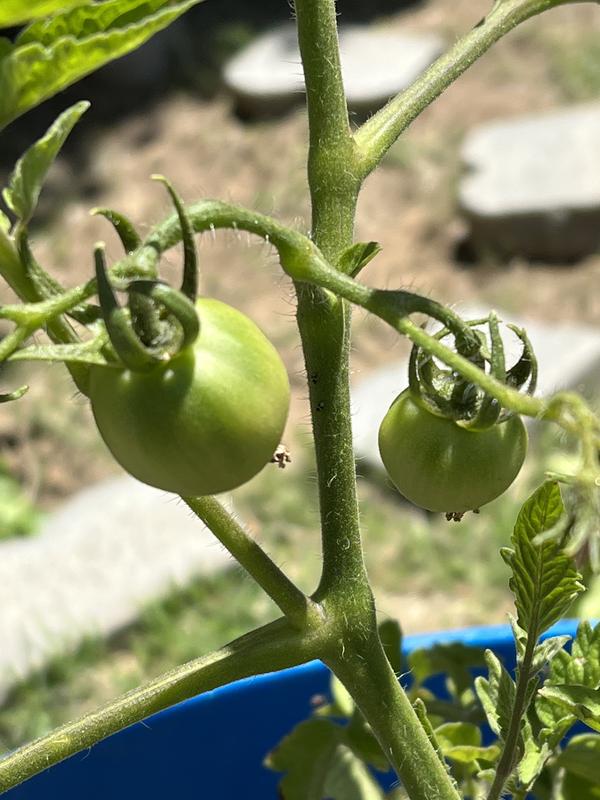 Early girl tomatoes