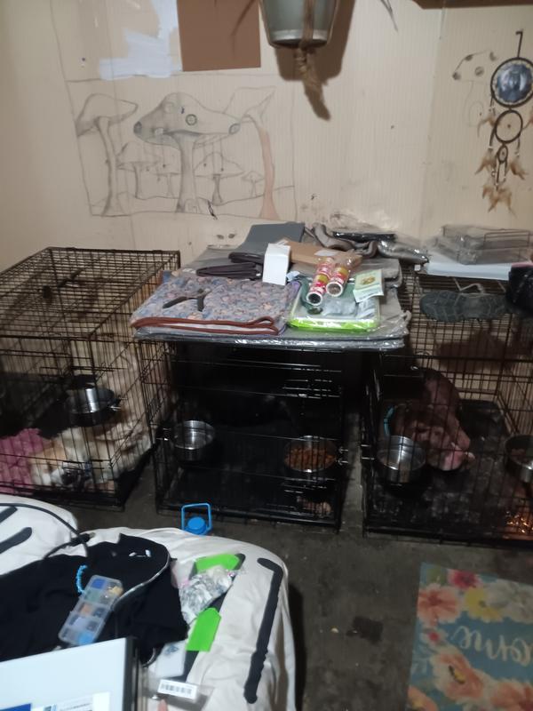 Dog sitting