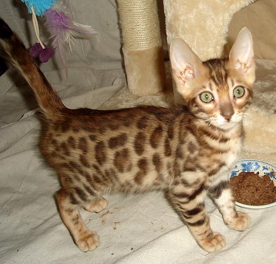 2019 kitten