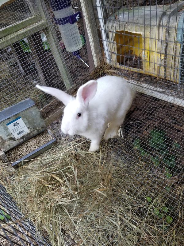 Mr Buns likes bottle!