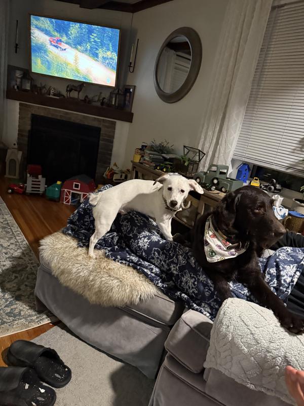 Happy dogs