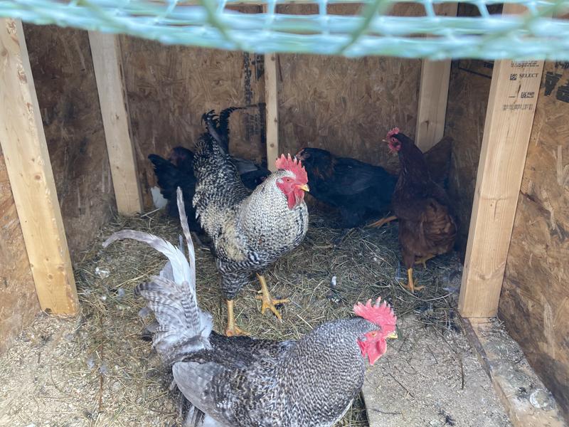 Chickens