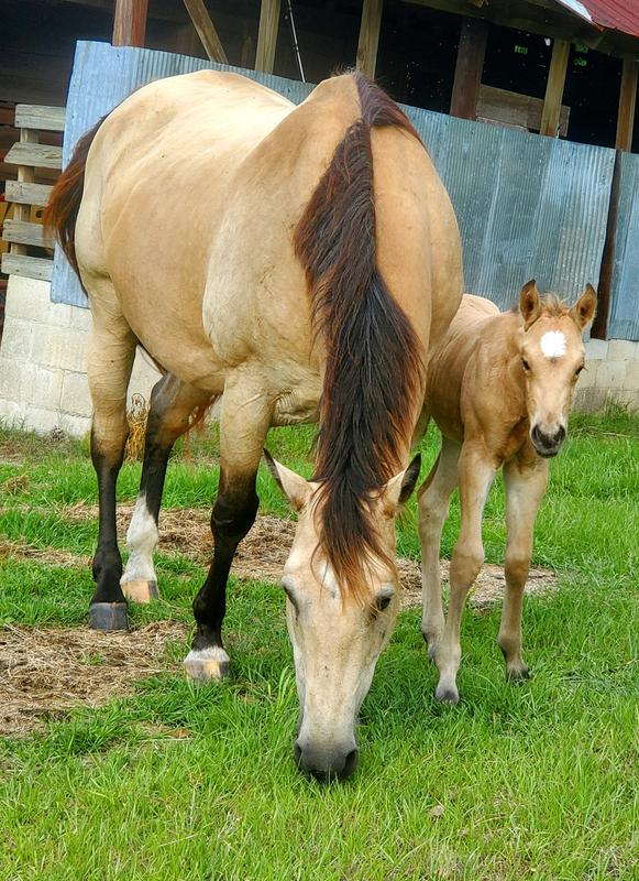 Mom & 3 week old filly, LOVE your feed!