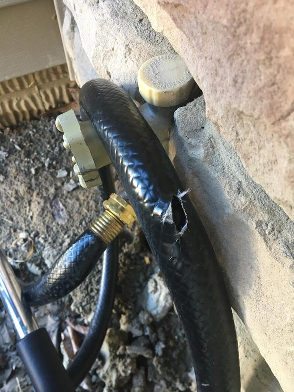 My nice two day old hose!