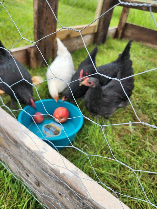 It has larger holes but they're fine in there during the day. Their coop has hardware cloth around and under it for safety but this is totally fine for their daytime area