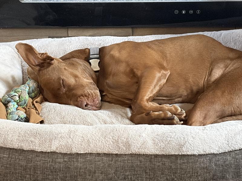 Chase loves his new bed