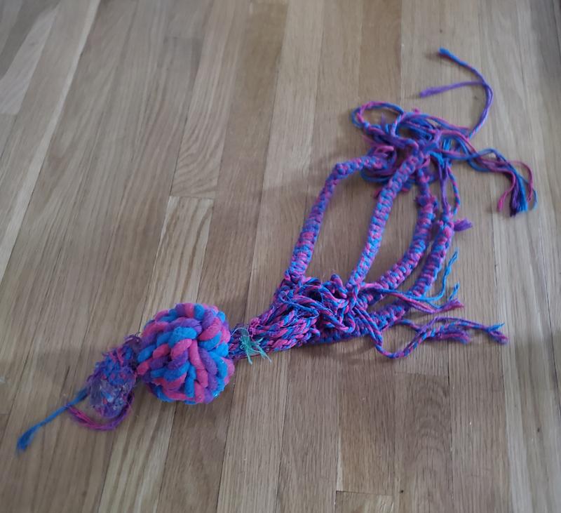 After a month plus of doggo enjoyment