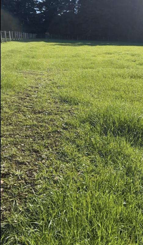 One month after seeding