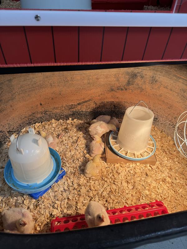 Shaving in the trough where the chicks grew