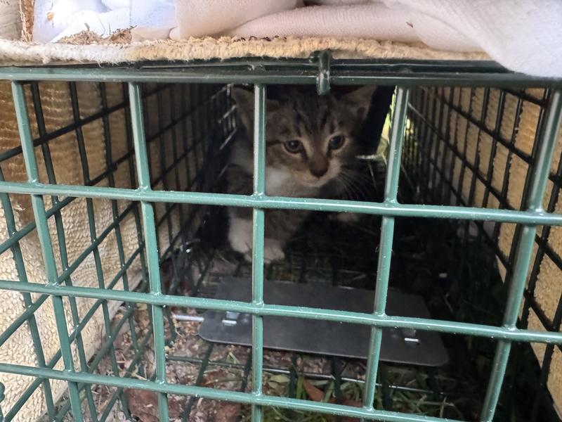 ~1hr apart between setup and first trap complete.