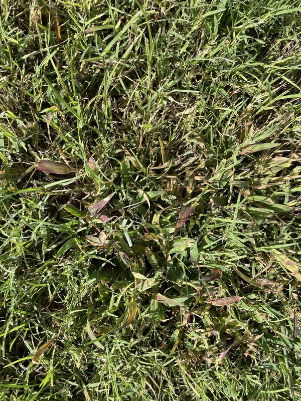 Treated crabgrass in Bermuda grass